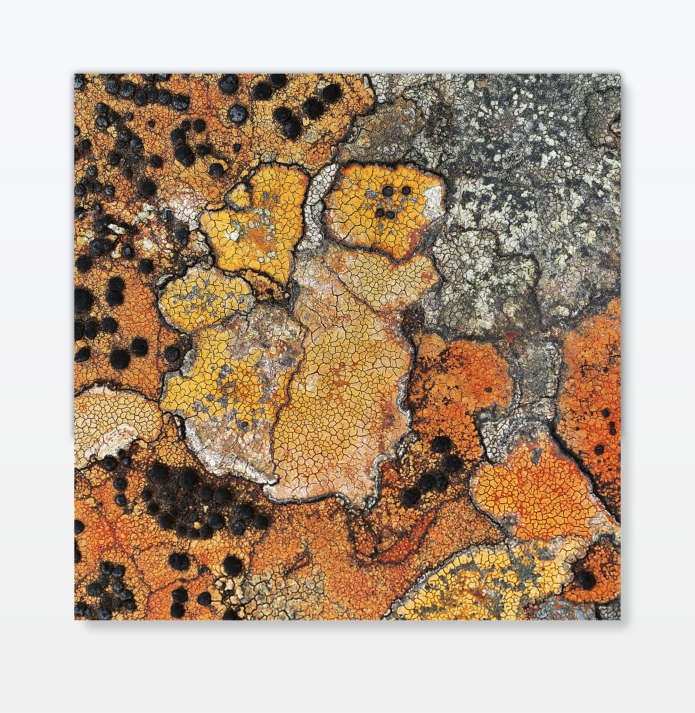 Demirel ali mahmut lichen 16 photography ahmet ogut berlin