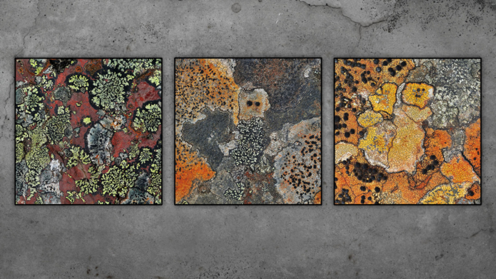 Demirel ali mahmut lichen photography ahmet ogut contemporary