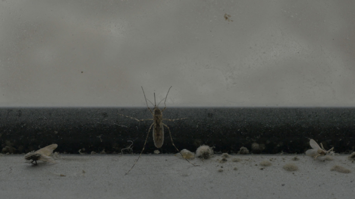 Demirel ali mahmut the pier video ahmet ogut contemporary art