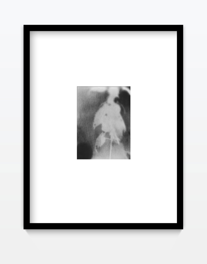 Emslander julia leaves fotogramm gregor hildebrandt muenchen jungekunst